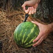 SHF11042 - Push dagger REAPR Versa